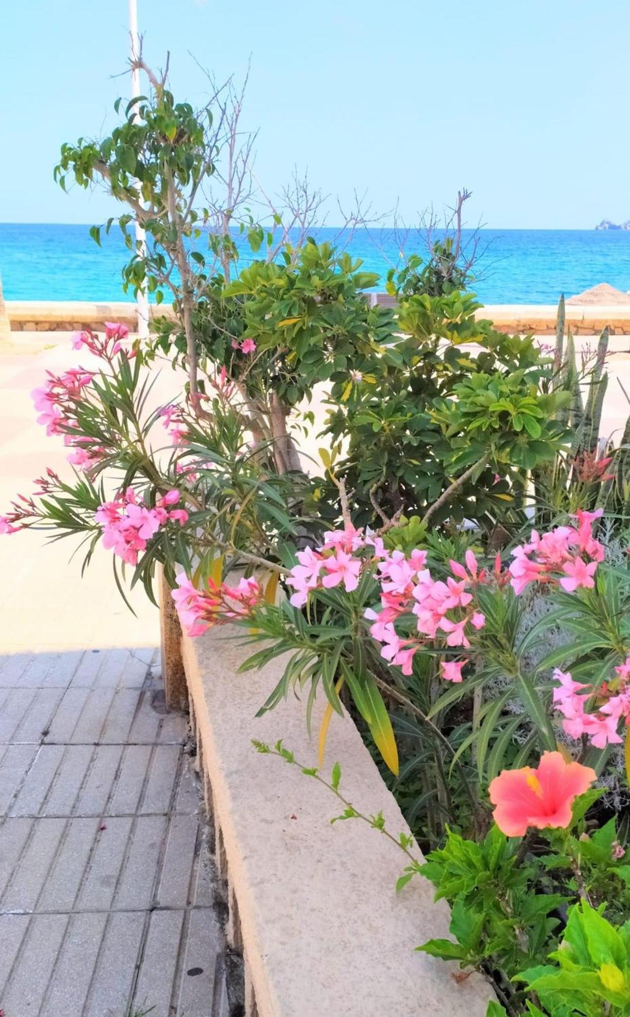 Javea Arenal Beach Ngoại thất bức ảnh